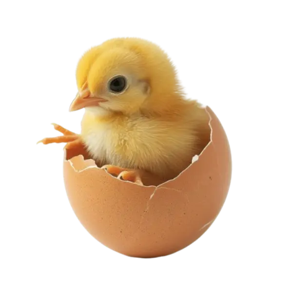 chicken-egg