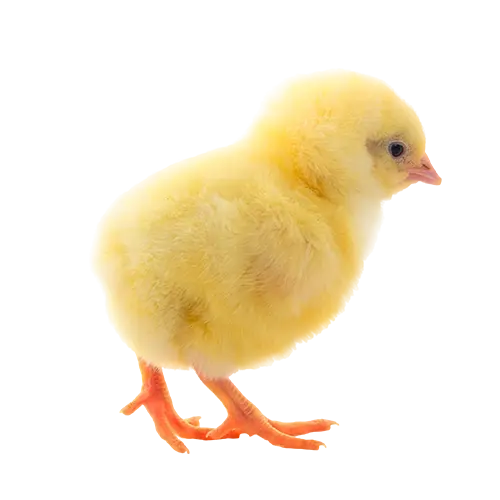 chicken-yellow